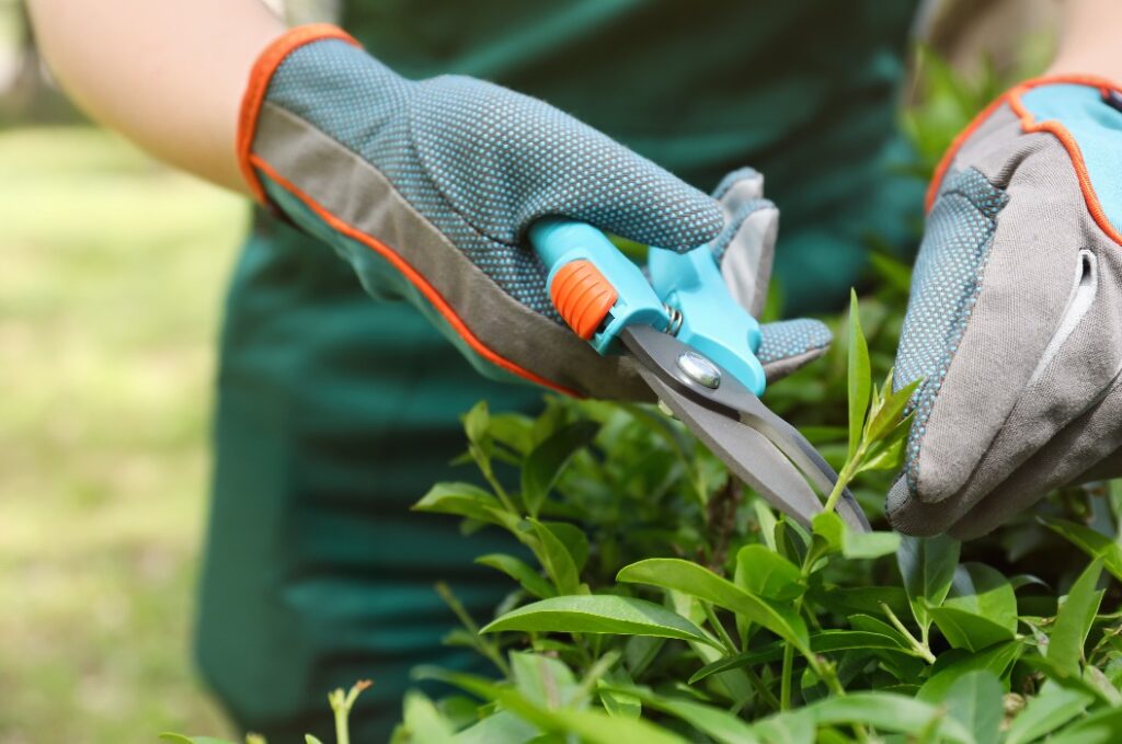 Arbeiter, der im Freien mit einer Astschere Büsche schneidet, Nahaufnahme. Auch Gartenarbeit